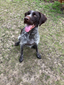 Joy's dog walking service Bromley pictures