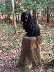 Joy's dog walking service Bromley pictures