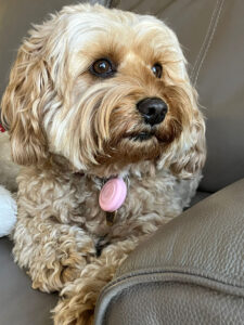 Joy's dog walking service Bromley pictures