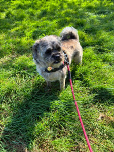 Joy's dog walking service Bromley pictures
