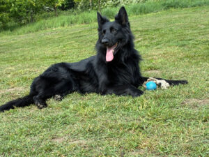 Joy's dog walking service Bromley pictures
