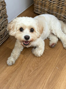 Joy's dog walking service Bromley pictures