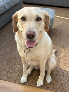 Joy's dog walking service Bromley pictures