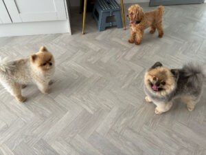 Joy's dog walking service Bromley pictures