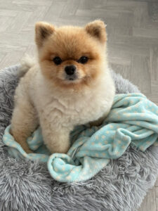 Joy's dog walking service Bromley pictures
