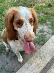 Joy's dog walking service Bromley pictures
