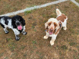 Joy's dog walking service Bromley pictures